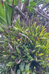 Stelis purpurascens