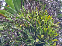 Stelis purpurascens