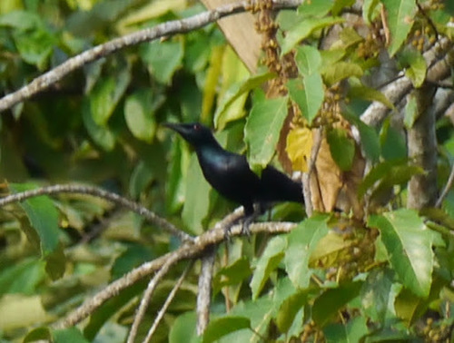Chestnut-winged Starling (Onychognathus fulgidus), photo 7