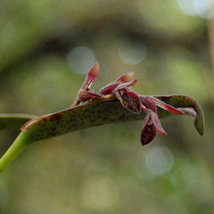 Acianthera pubescens