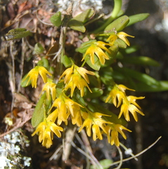 Acianthera sonderiana