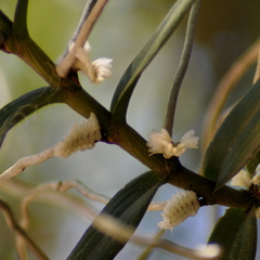 Campylocentrum aromaticum