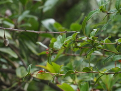 Berberis xanthoxylon
