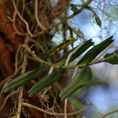 Campylocentrum aromaticum