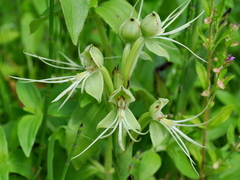 Habenaria gourlieana
