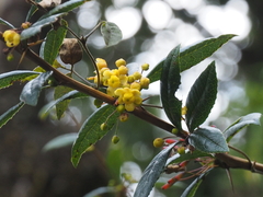 Berberis xanthoxylon