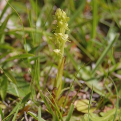Habenaria parviflora
