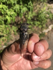 Neotibicen canicularis