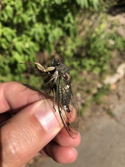 Neotibicen canicularis