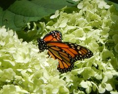 Danaus plexippus