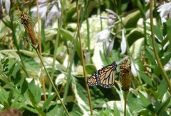 Danaus plexippus