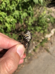 Neotibicen canicularis