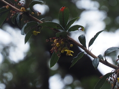 Berberis xanthoxylon