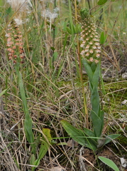Skeptrostachys paraguayensis