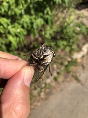 Neotibicen canicularis