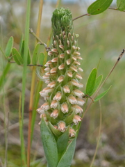 Skeptrostachys paraguayensis