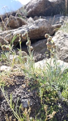 Artemisia pattersonii