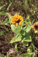 Zinnia elegans