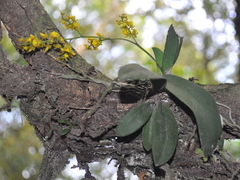 Trichocentrum pumilum
