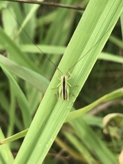 Conocephalus maculatus