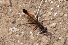 Ammophila heydeni