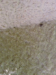 Dentatissus damnosus