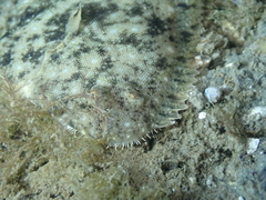 Solea aegyptiaca