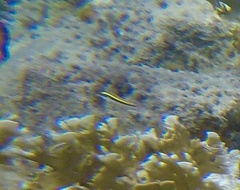 Halichoeres bivittatus