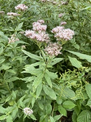 Eupatorium cannabinum