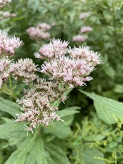 Eupatorium cannabinum