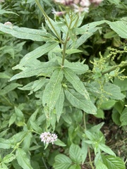 Eupatorium cannabinum