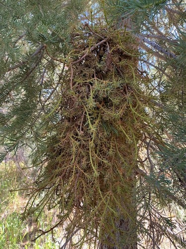iNaturalist observation photo of Melampsorella