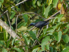 Onychognathus fulgidus