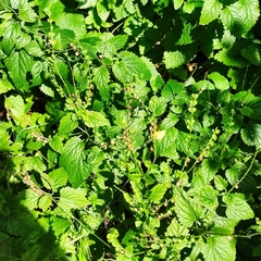 Scutellaria altissima