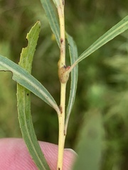 Rabdophaga salicisnodulus