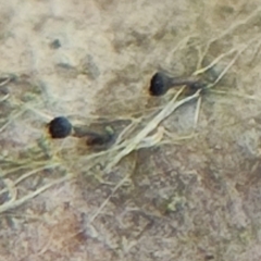 Phaeocalicium populneum