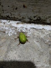 Pelidnota prasina