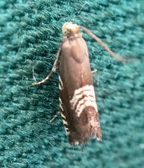 Grapholita compositella