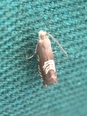 Grapholita compositella