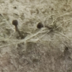 Phaeocalicium populneum