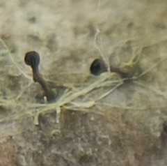 Phaeocalicium populneum