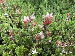 Sedum moranense