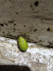 Pelidnota prasina