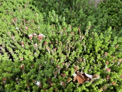 Sedum moranense