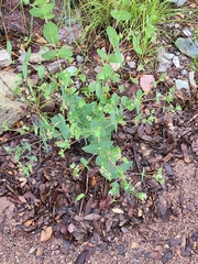 Guardiola platyphylla