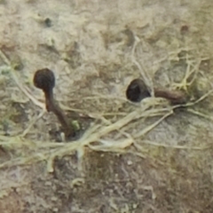 Phaeocalicium populneum