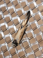 Coccidiphila gerasimovi