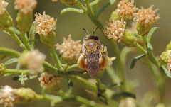 Melissoptila chilena
