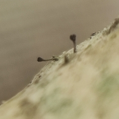 Phaeocalicium populneum