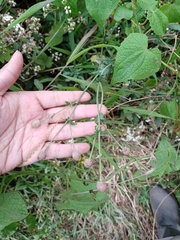 Dichrocephala chrysanthemifolia